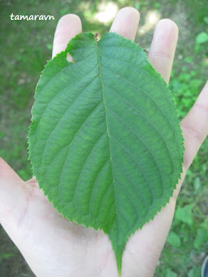 Вишня сахалинская / Вишня Саржента (Cerasus sachalinensis, =Cerasus sargentii)