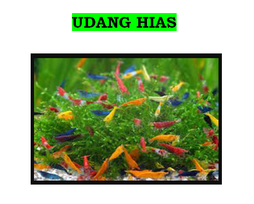 Makanan Udang Hias Air Tawar Udang Hias Red Cherry Makanan Udang Aquascape Lobster Hias Air Tawar Makanan Udang Hias Red Cherry Makanan Udang Hias Aquascape Udang Hias Udang Hias Neocaridina Udang Hias Udang Cery Udanghias Udang Aquarium Udang Akuarium Udang Hias Air Tawar Ukuran Udang Hias Udang Red Cherry Harga Udang Hias Aquascape Makanan Udang Hias Aquascape Paket Udang Hias Harga Udang Hias Harga Udang Hias Air Tawar Harga Udang Merah Hias Udang Hias Tanpa Oksigen Udang Air Tawar Kecil Udang Bertelur Udang Rcs Udang Hias Blue Diamond Cara Merawat Udang Hias Udang Ceri Udang Hias Termahal Udang Red Bee Udang Kecil Air Tawar Penyebab Udang Red Cherry Mati Udang Blue Diamond Udang Bloody Mary Makanan Udang Red Cherry Cara Memelihara Udang Hias Penyebab Udang Hias Mati Udang Red Rili Udang Neocaridina Aquarium Udang Hias Makanan Untuk Udang Hias Udang Merah Hias Udang Hias Air Tawar Yang Mudah Dipelihara Udang Caridina Makanan Udang Kecil Air Tawar Udang Hias Yellow Fire Harga Udang Red Cherry Lobster Biru Air Tawar Udang Hias Red Bee Udang Pembersih Aquascape Udang Hias Black Choco Udang Hias Bloody Mary Udang Untuk Aquascape Udang Black Coco Udang Sawah Untuk Aquascape Udang Hias Red Rili Udang Hias Bertelur Harga Udang Aquascape Udang Hias Blue Cherry Udang Hias Aquarium Udang Hias Air Laut Udang Hias Merah Udang Lobster Hias Air Tawar Memelihara Udang Hias Perbedaan Udang Caridina Dan Neocaridina Udang Hias Tanpa Aerator Makanan Udang Cherry Udang Hias Amano Udang Biru Air Tawar Udang Merah Air Tawar Udang Air Tawar Hias Udang Hias Blue Pearl Udang Air Tawar Aquarium Cara Udang Bertelur Udang Red Cherry Bertelur Udang Hias Rcs Udang Hias Mati Tanaman Untuk Udang Hias Udang Hias Caridina Udang Hias Black Bee Harga Udang Amano Harga Udang Hias Red Cherry Harga Udang Mantis Hias Udang Aquascape Pemakan Alga Harga Udang Hias Termahal Udang Rcs Aquascape Makanan Udang Air Tawar Kecil Udang Hias Black Cherry Perbedaan Udang Hias Jantan Dan Betina Red Cherry Udang Udang Hias Laut Perbedaan Udang Hias Caridina Dan Neocaridina Udang Akuarium Air Tawar Udang Black Bee Udang Red Fire Udang Green Jade Penyebab Udang Mati Di Aquascape Perawatan Udang Hias Udang Sungai Untuk Aquascape