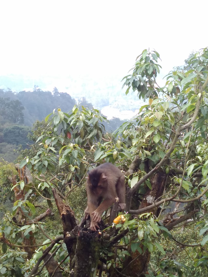 Air Terjun Sikulikap