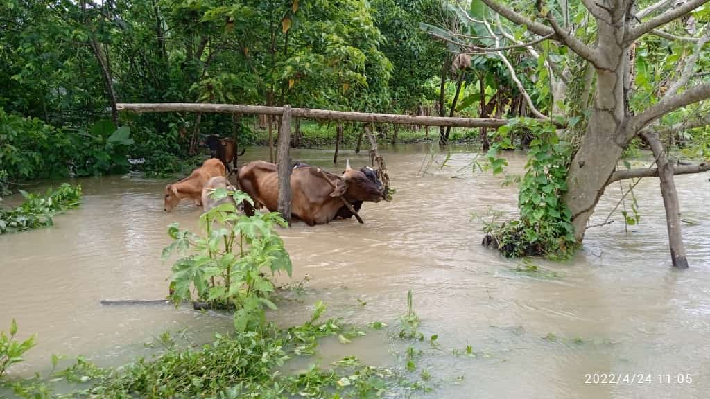 Producción de leche en Mérida se está perdiendo a consecuencia de las lluvias