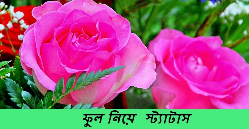 Ful Niye Kobita ,ফুল নিয়ে কবিতা,ফুল নিয়ে  স্ট্যাটাস ,ফুল নিয়ে ক্যাপশন , ফুল নিয়ে প্রেমের কবিতা,ফুল নিয়ে উক্তি,ফুল নিয়ে গান,ফুল নিয়ে প্রেমের কবিতা