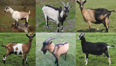 Alpine goat breed