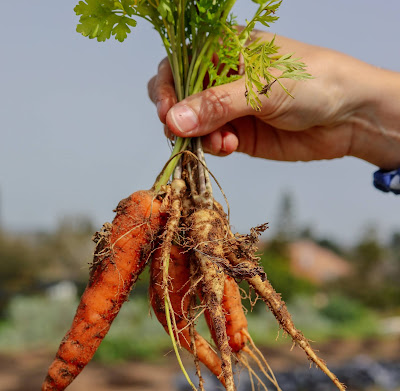 Fresh-picked Israeli carrots (Credit: Mor Shani/Unsplash)