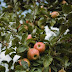 Top best fruit plants in the world 