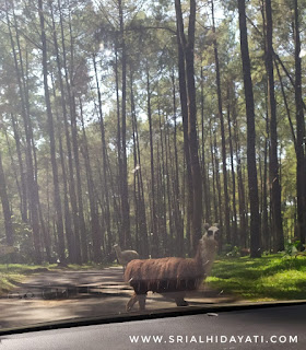 melihat satwa lebih dekat taman safari prigen