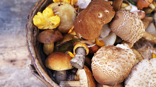 Best mushroom for gut health