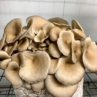 Oyster mushroom benefits ppt