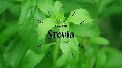 Stevia ( స్వీట్ తులసి )