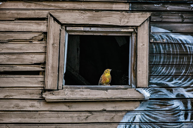 Картонная желтая птичка в окне