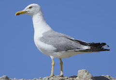 Larus michahellis michahellis; Yellow-legged gulls froom Greece /Gaviota patiamarilla de Grecia / Gr