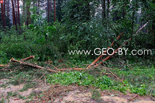 After the hurricane. The pines are broken like matches