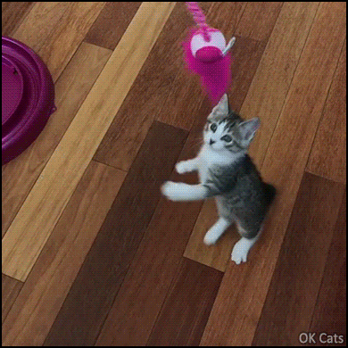 Funny Kitten GIF • 3 kitties playing hard with a pink feather toy.“Mine! Mine! Mine!” [ok-cats-gifs.com]