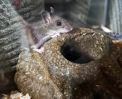 photo of deer mouse
