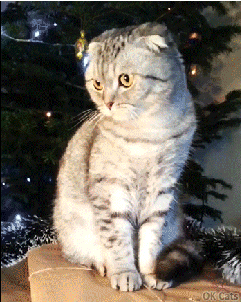 Christmas Cat GIF • Tolerant and patient cat dressed up with Xmas decoration and a Santa hat