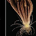 Discovery of a new species: Large creature Antarctic Strawberry Feather Star with 20 arms discovered in Antarctica