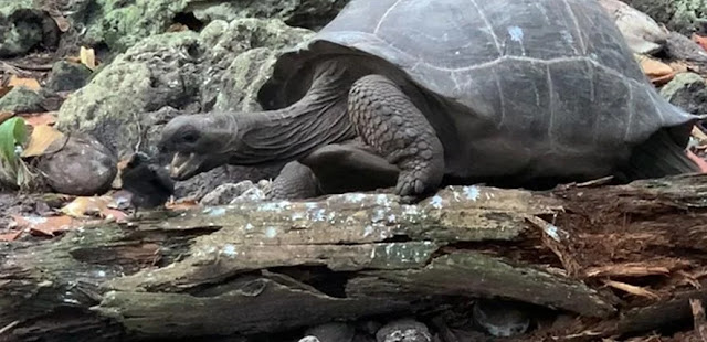 Una tortuga gigante "vegetariana" ataca y se come a un pájaro marino mientras investigadores horrorizados filman