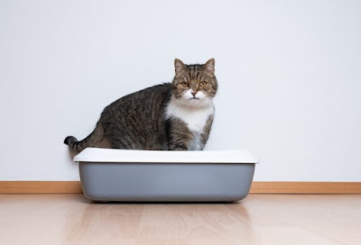 Cara Membersihkan Litter Box Kucing