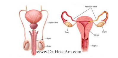 Male And Female Reproductive System Quiz