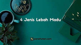 4 Jenis Lebah Madu