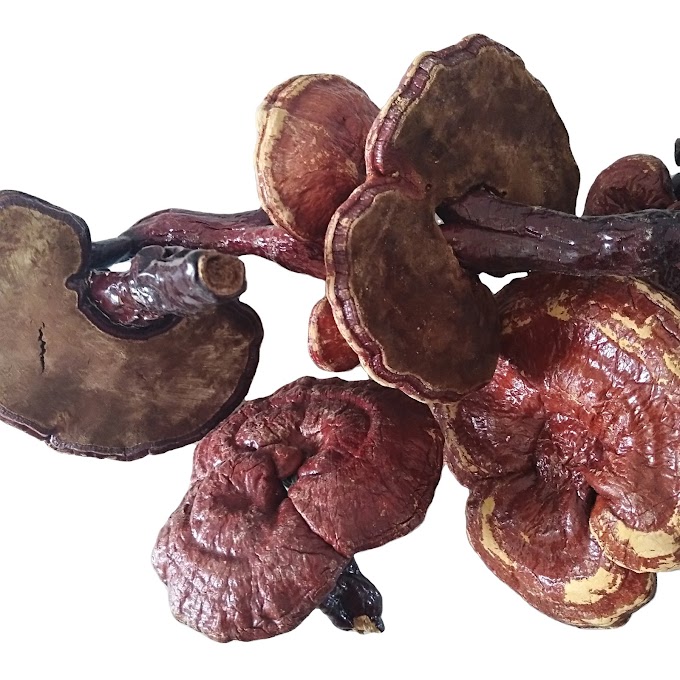 Ganoderma Mushroom Products in  Doha | MycoNutra® Reishi | MycoNutra® mushroom products   