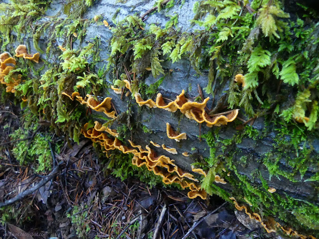 05: orange half rounds on a log, the rest of the round extending under along the log