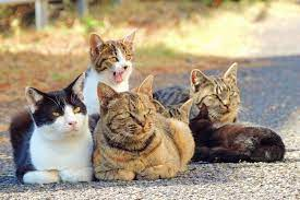 What is a Group of Cats Called? Unraveling the Feline Terminology