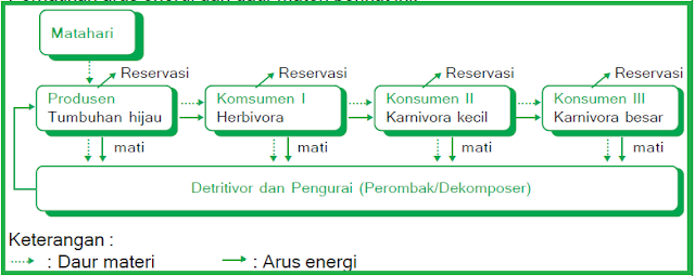 Dari aktivitas di atas kamu dapat melihat adanya perpindahan energi pada sebuah rantai makanan. Pada proses perpindahan selalu terjadi pengurangan jumlah energi setiap melalui tingkat trofik makan-memakan