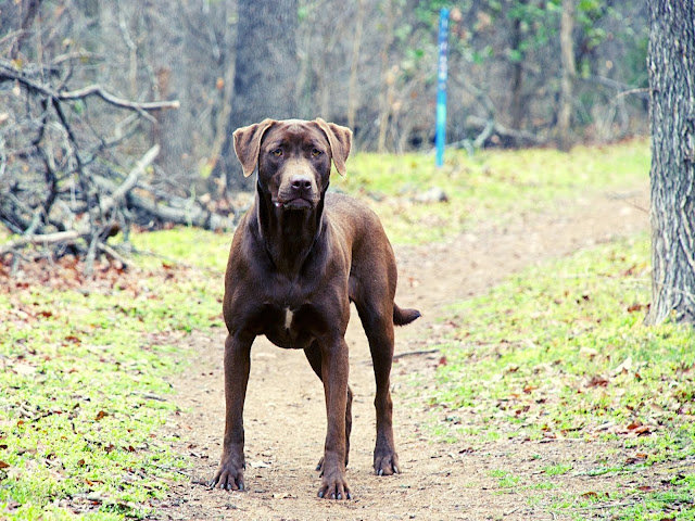 50 Labrador dog images with various poses