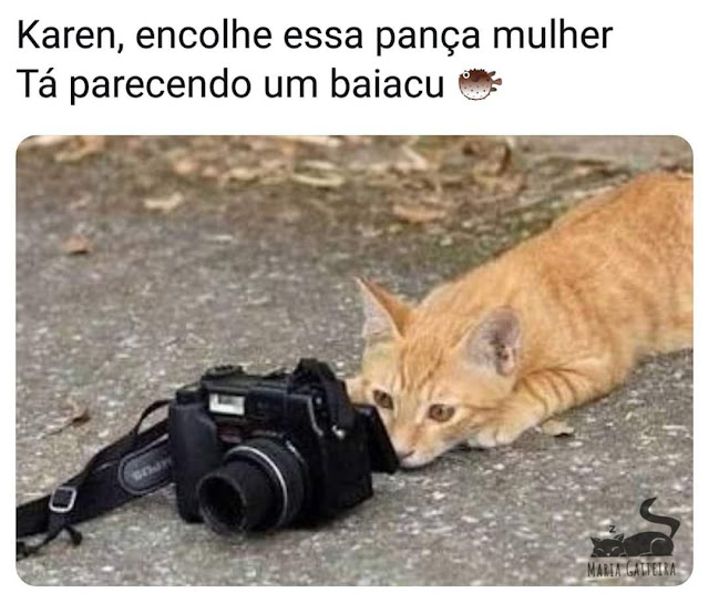 70 memes para quem ama gatos