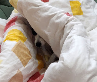 Louise hiding in the duvet