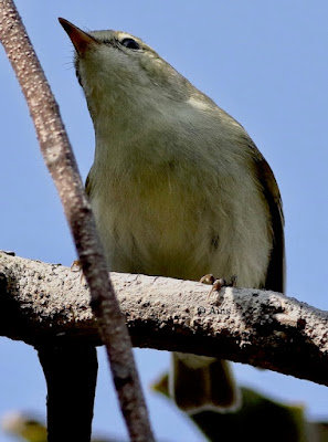 Greenish Warbler