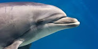 Dolphin (डॉल्फिन)