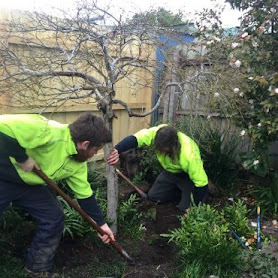 arborist tree service