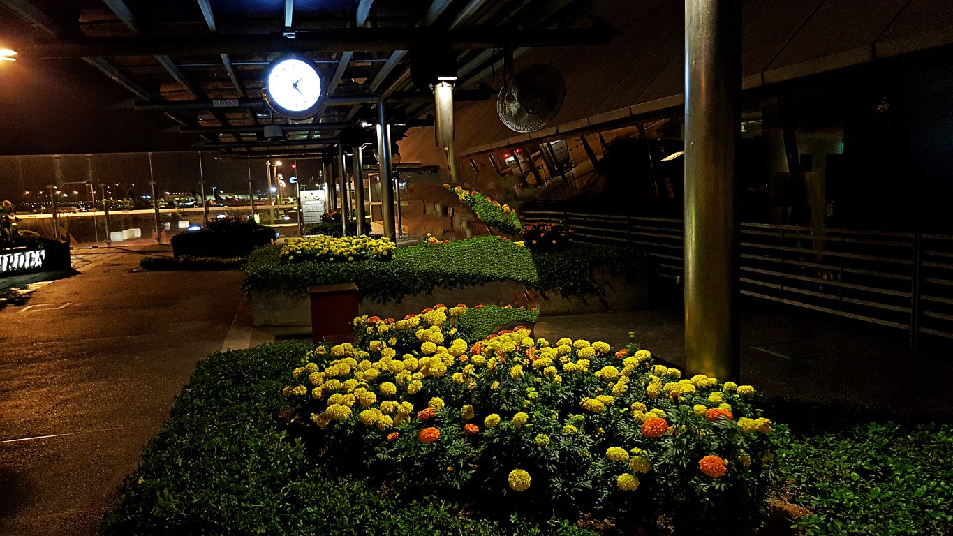 other flowers at the changi airport sun flower garden at night