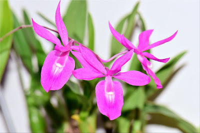 Barkeria orchid care