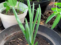 10 Tanaman Sayur Umbi Lapis Mudah di Tanam