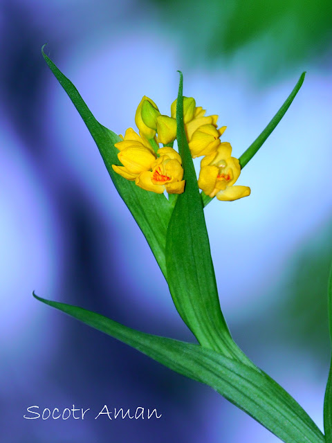 Cephalanthera falcata