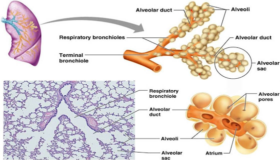Respiratory Bronchioles, Alveolar Ducts, and Alveoli