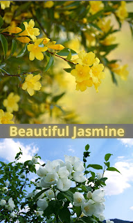 Jasmine Flower Information-Jasmine Family-Kinds of Jasmine Flower