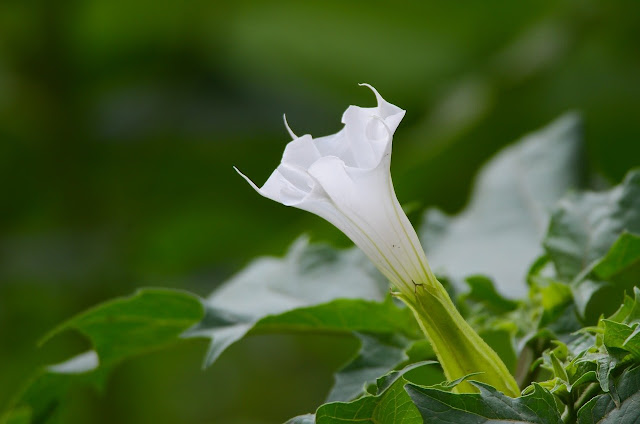 jimsonweed flower
