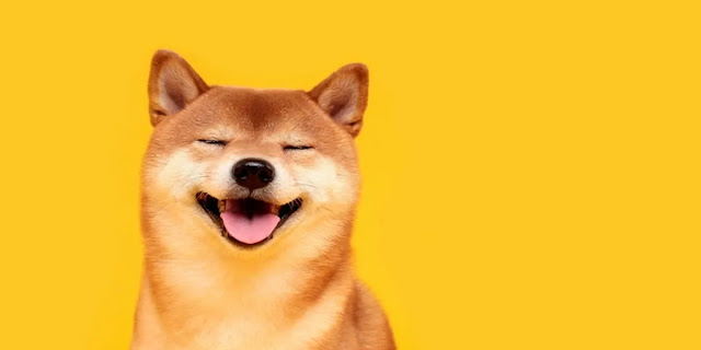 Why Shiba Inu Coin Is Not In The Coinswitch Kuber App?