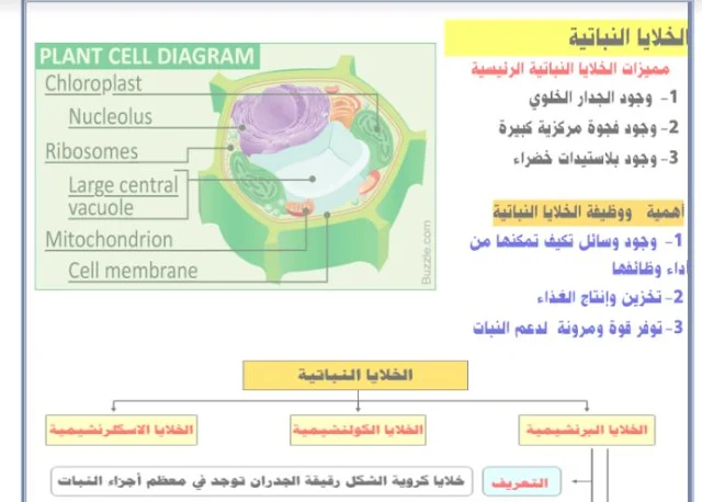 تلخيص درس الخلايا والأنسجة النباتية للصف العاشر