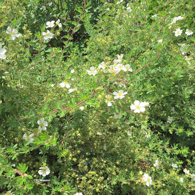 shrubby cinquefoil, Dasiphora fruticosa