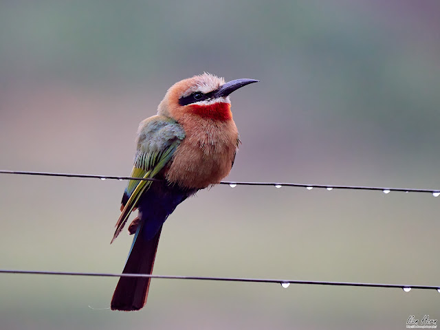 Bee Eater at Dawn