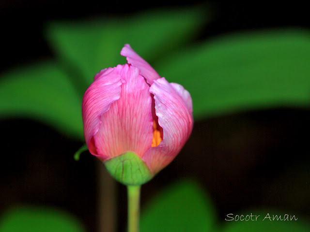 Paeonia obovata