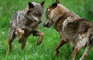 ESTADISTICAS DEL LOBO EN EUSKADI.