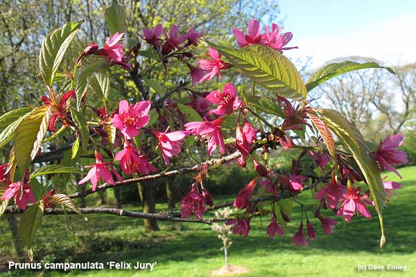 Prunus campanulata 'Felix Jury'