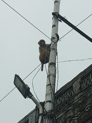 Numerous Rhesus monkey's  in Haridwar .