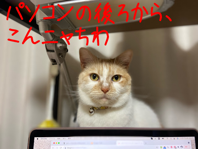 PCの後ろからこにゃにゃちわ