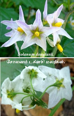 Solanum douglasii flowers